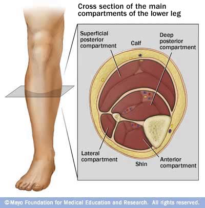 An image depicting a cross-section of the lower leg. Image courtesy of MayoClinic. An image depicting a cross-section of the lower leg. Image courtesy of MayoClinic.